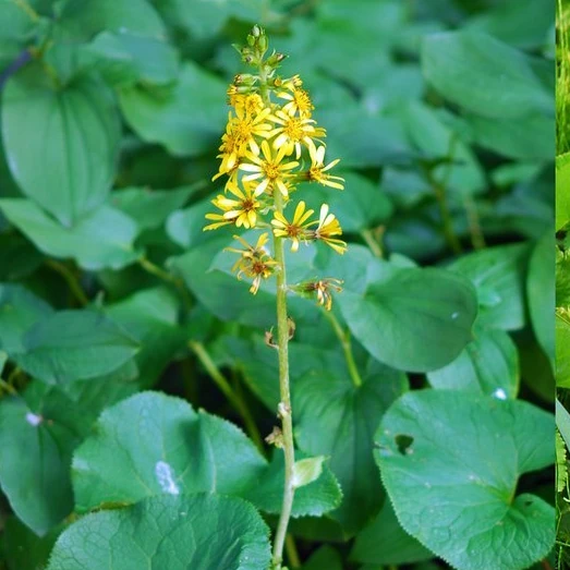 당보