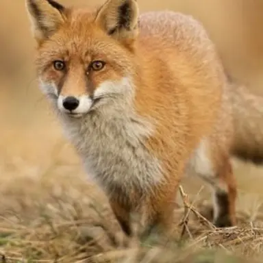 Profile image of 여우