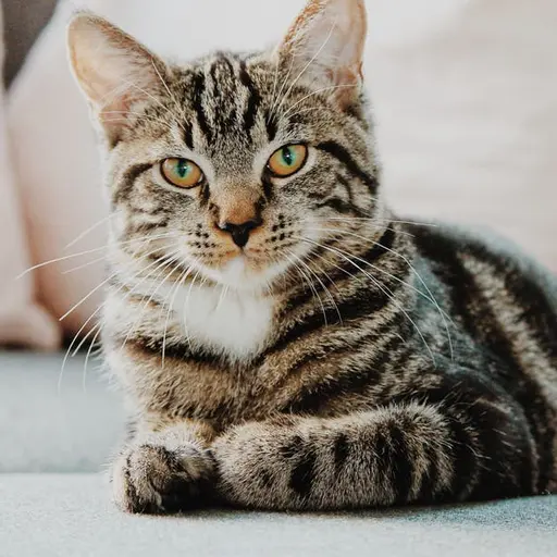 ArcticModel8905의 고양이