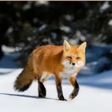 Profile image of 여우