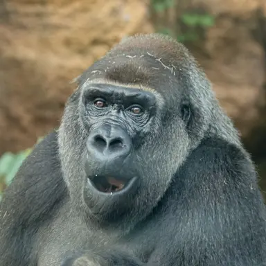 Profile image of Melon