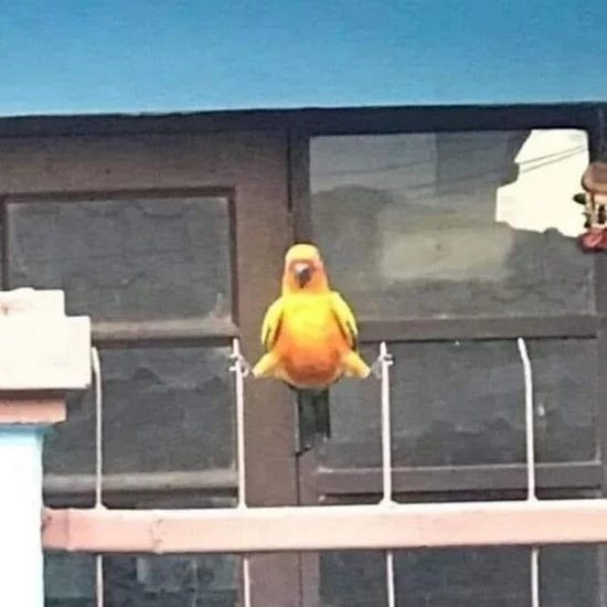 앵무쇄
