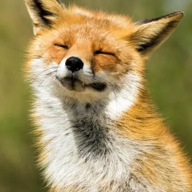 Profile image of 여우