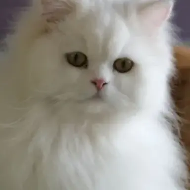 Profile image of 라일로