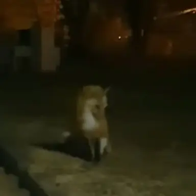 Profile image of 여우