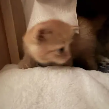Profile image of 고양이 카페 사장님