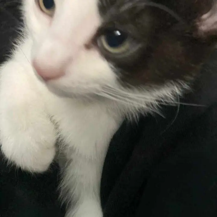 moomo의 ねこだったきみ