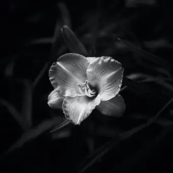 MereCoal8951의 양 주 한