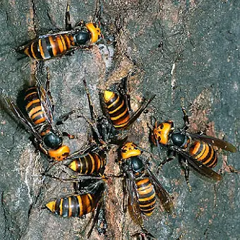 iwasitaSara의 オオスズメバチくん🐝