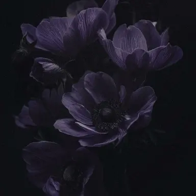 Profile image of 애저