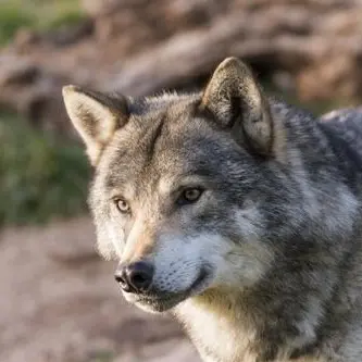 Profile image of 늑대