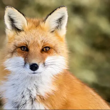 Profile image of 여우