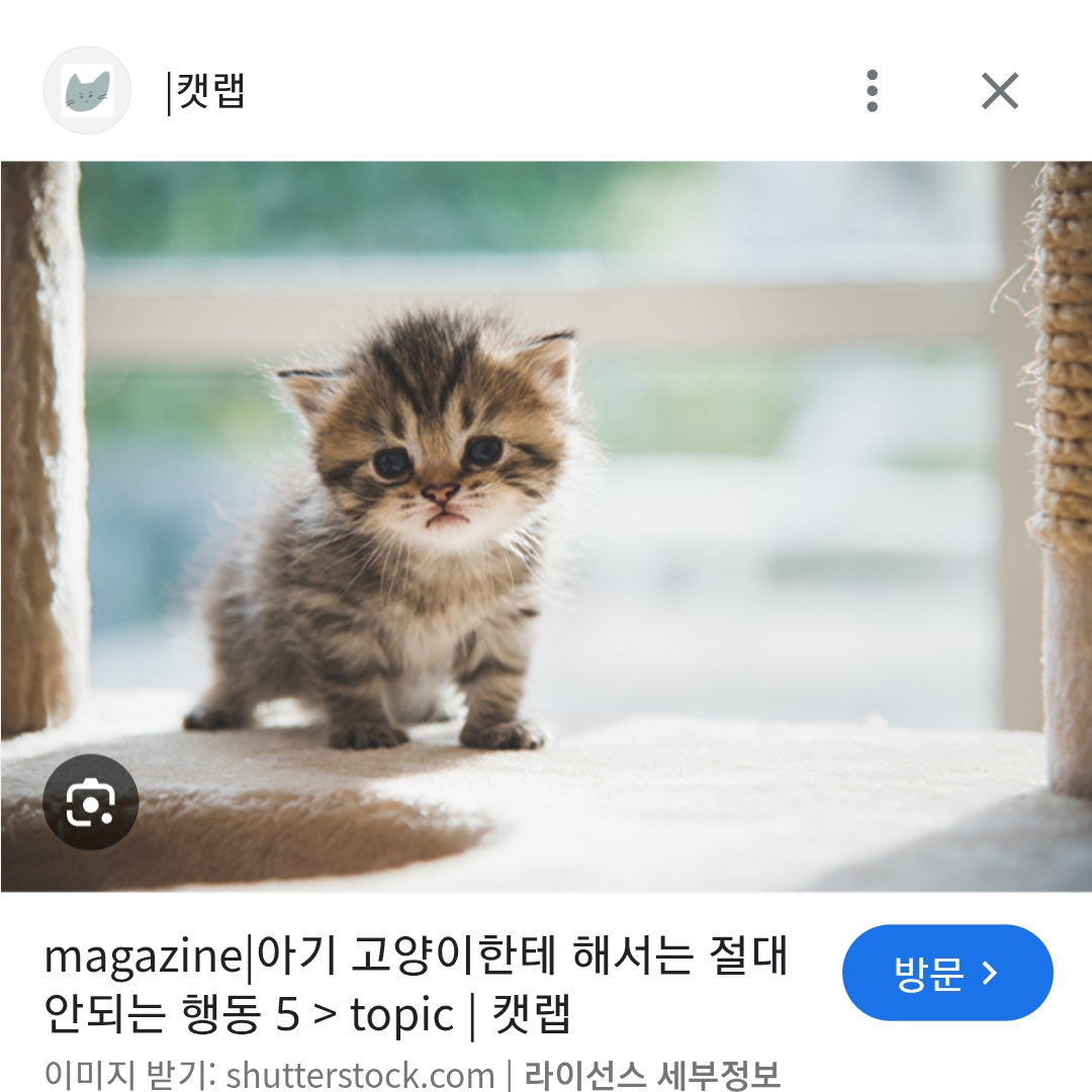 새끼 고양이들 대표 이미지