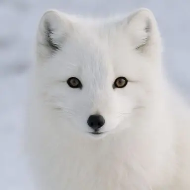 Profile image of 유키노 키츠