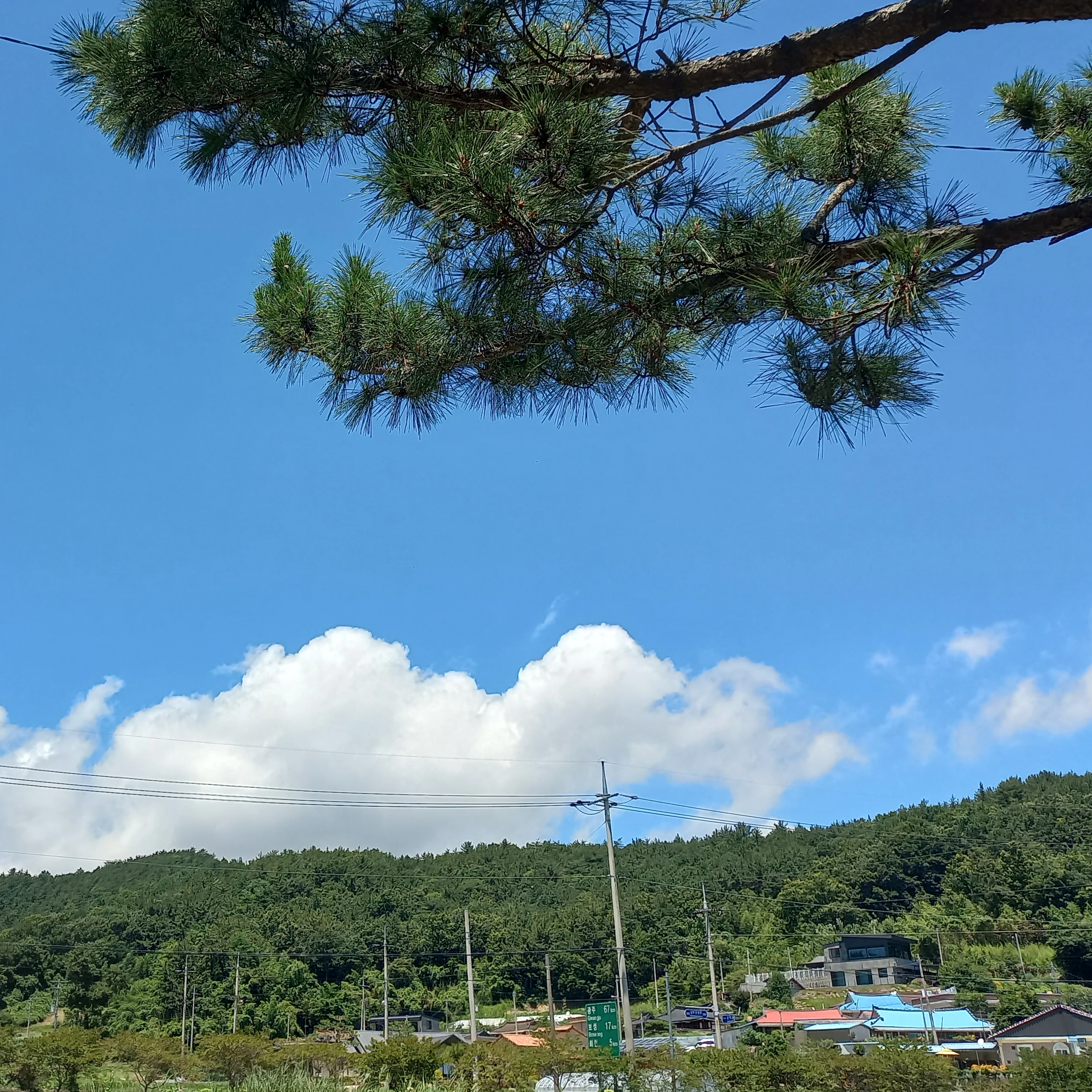 공룡