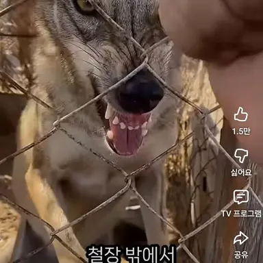 Profile image of 늑대