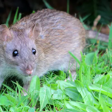 Profile image of Ben