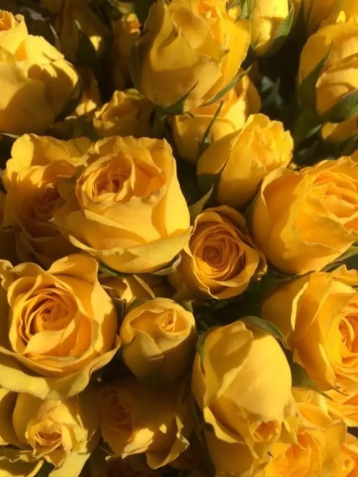 hy_1228의 김일영