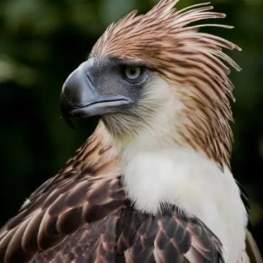 Profile image of Sula