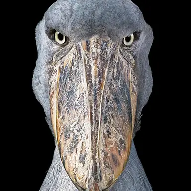 Profile image of Haku