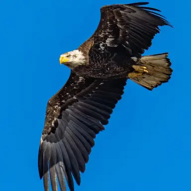 Profile image of Ou