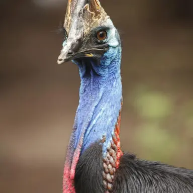 Profile image of Lato
