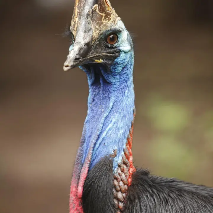 kabotyapurin_1800의 Cool Birds