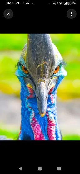 Profile image of Lato