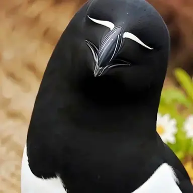 Profile image of Loubill