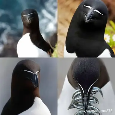 Profile image of Loubill