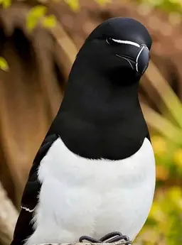 Profile image of Loubill