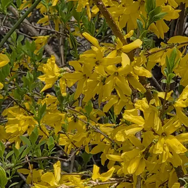 Profile image of 모몬