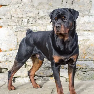 Profile image of Marco