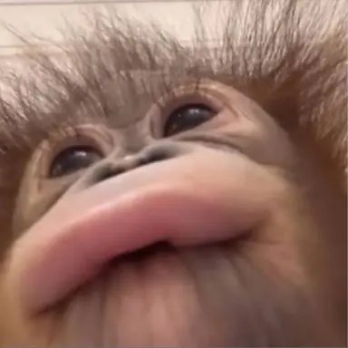 Profile image of 늑대