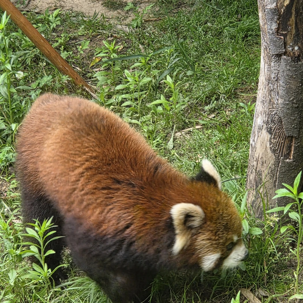 포실핑