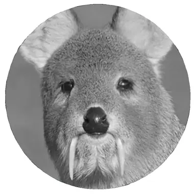 Profile image of 왼발가락
