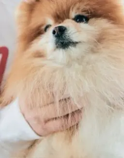 Profile image of 渡辺翔太