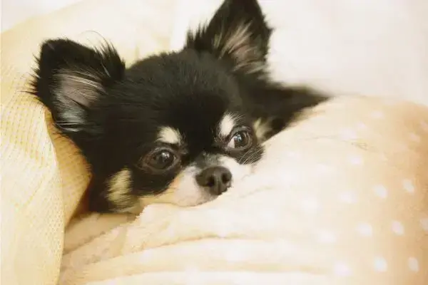 Profile image of 目黒蓮