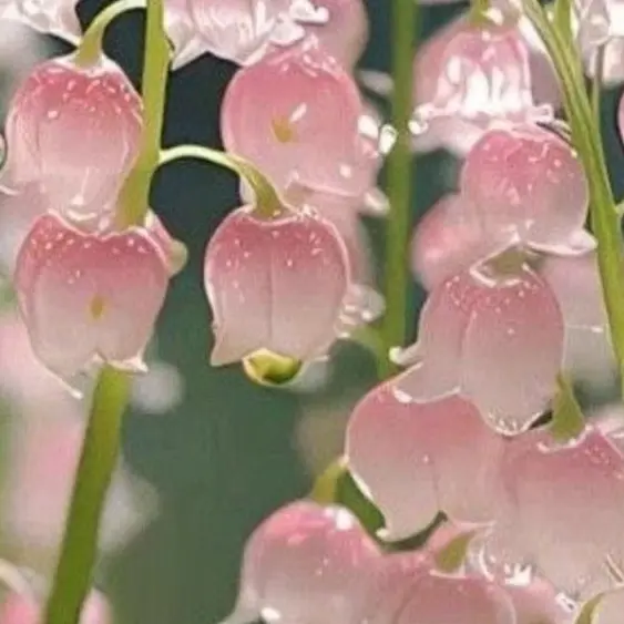 blossomflowers1515의 6485