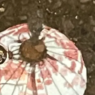 Profile image of 善法寺 伊作