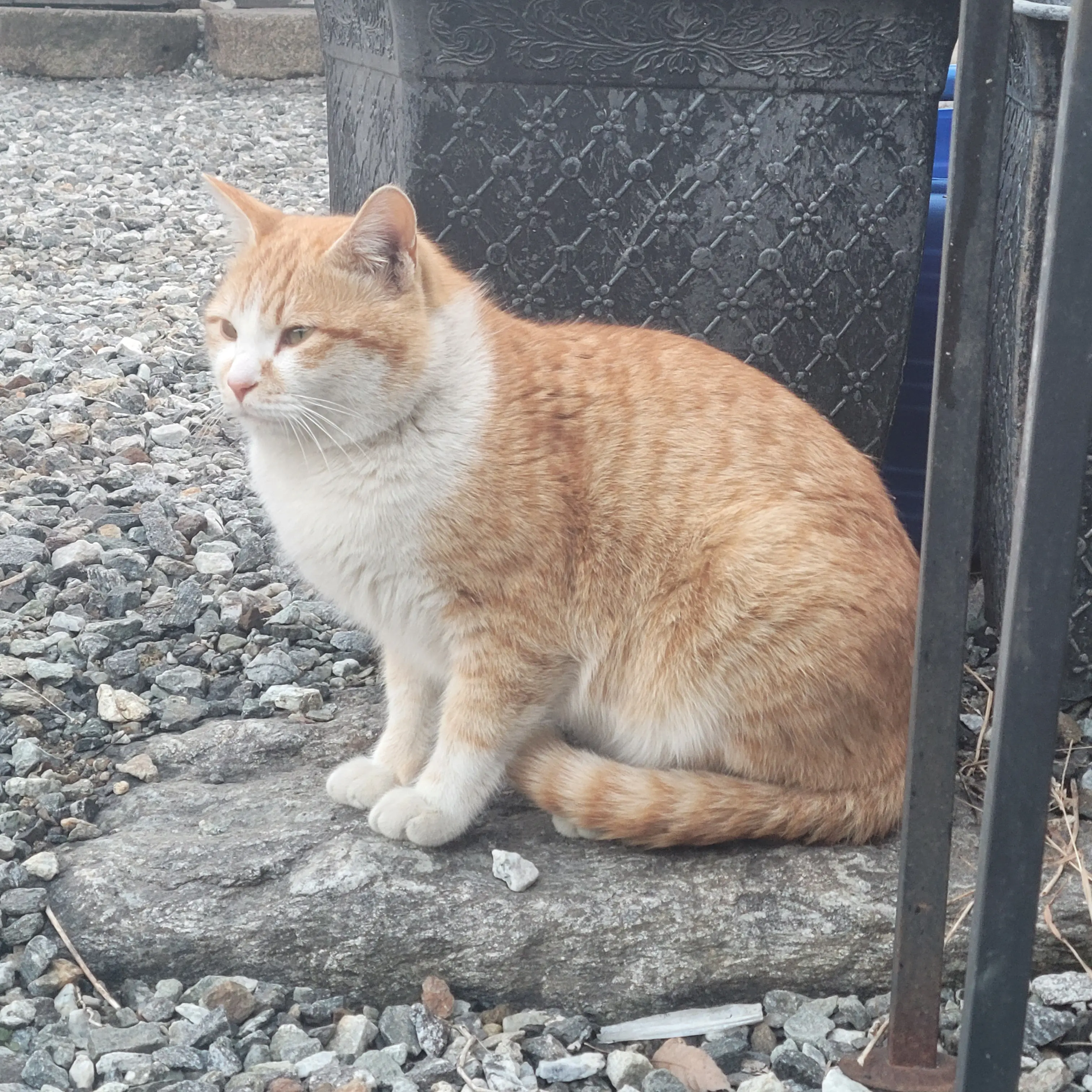 Dreamground1228의 뜰팁 아이돌 서바이벌