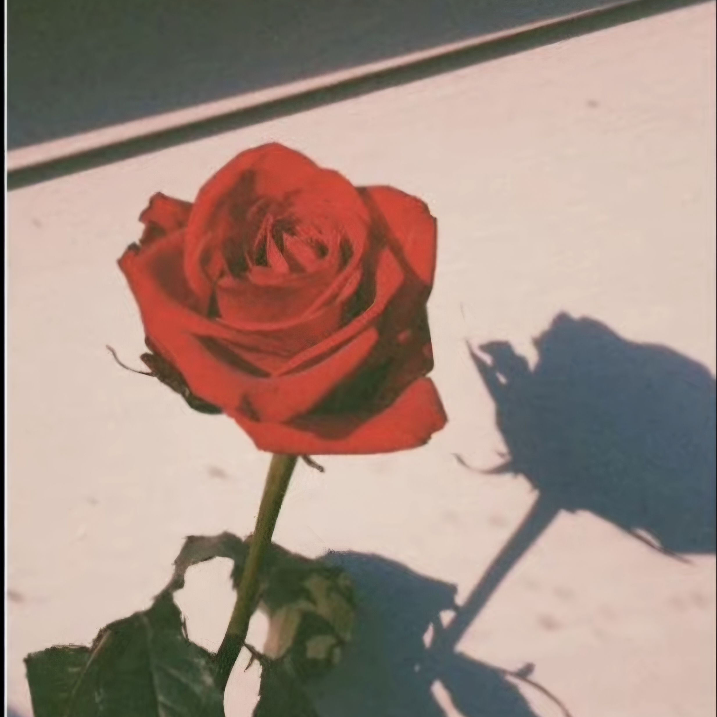 1215 대표 이미지