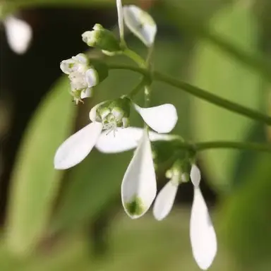 Profile image of 1年A組