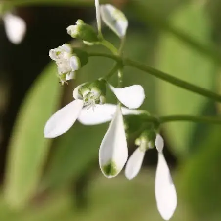 SafeBanjo4011의 今更…！