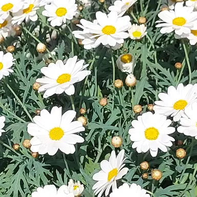 Profile image of user