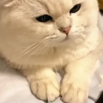 WiryUnau9853의 고양이
