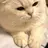 고양이
