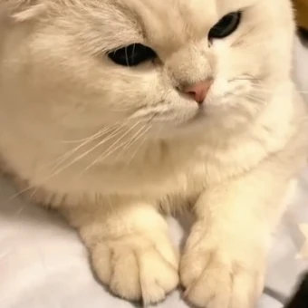 고양이