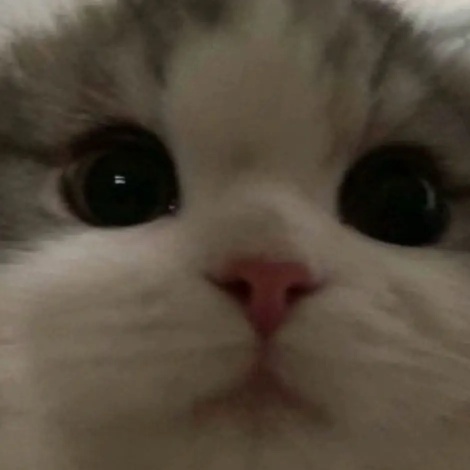 VocalTwine0921의 고앵이🐱
