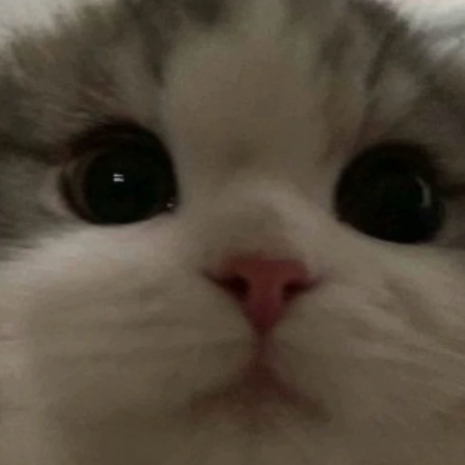 고앵이